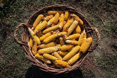 Basket full of corn cobs  in the farm