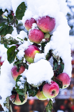 Red apples on trees covered with snowの写真素材