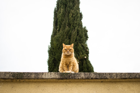 Orange grumpy cat guarding from a wallの写真素材
