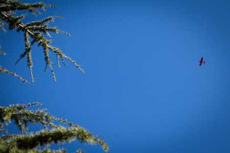 Small plane in the sky near pine tree branchesの写真素材