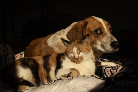 Cute dog and cat are chilling together in bedの写真素材