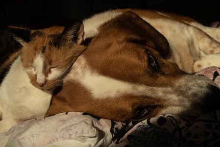 Cute dog and cat are chilling together in bed