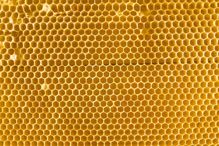 Empty Bee honeycomb. Cells where bees make honey. Texture of bee hexagons. Background for beekeepers
