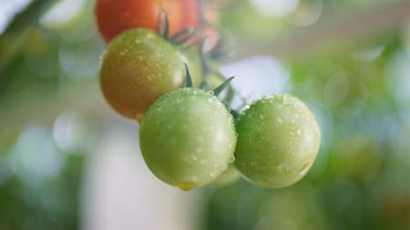 Wet green red tomato hanging stem bush closeup. Close up juicy natural cherry growing at vegetable sunny farm. Bright drop dew at agrarian plant refreshment background. Macro appetite meal concept.の写真素材