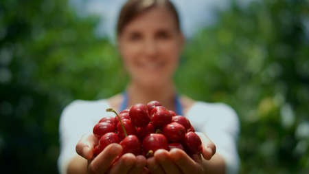 Woman farmer showing cherry crop in orchard. Agronom worker hands holding seasonal harvest production in greenhouse. Close up gardener presenting sweet berries in farm. Agribusiness industry concept.の写真素材