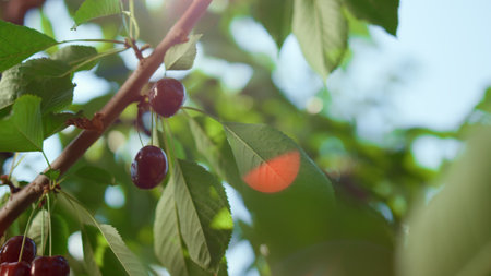 Woman collecting berry closeup in big organic farmland plantation. Agricultural worker picking small red cherry fruits on peaceful countryside farm sunny morning. Agricultural business conceptの写真素材