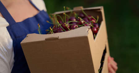 Entrepreneur agronomist showing cultivated cherry harvest in plant crate. Woman farmer hands hold berry box in fruit garden. Agribusiness owner present cultivation in fruit basket. Agronomy concept.の写真素材