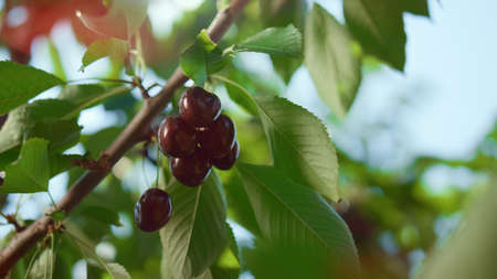 Fresh red cherry tree growing in natural green farm sunny summer day closeup. Sour berry branch swaying on wind among vivid green leafs. Ecological cultivating freshness food growth process conceptの写真素材