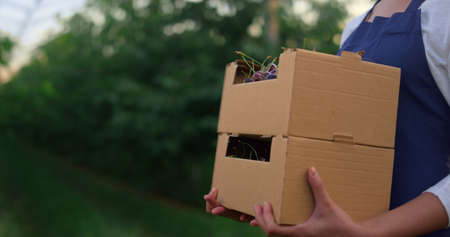 Agribusiness owner hands show present cherry harvest basket in summer garden. Unknown farmer woman holding seasonal cultivation berries in agriculture crate. Modern agronomy natural business concept.の写真素材