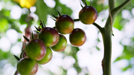 Green red tomato growing vegetable stem closeup. Close up wet cherry bunch hanging at farm plantation. Ripen plant process in agrarian industry outdoors. Seasonal vitamin vegetarian eat concept.の写真素材