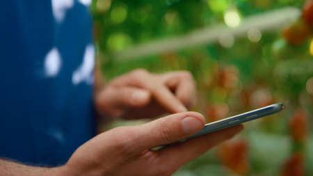 Farm worker closeup checking quality with technological device in greenhouse. Agronomist inspecting...