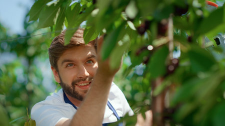 Smiling farm worker collecting cherry fruits in sunny green farm portrait. Happy caucasian man...