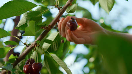 Hand of farmer collecting red sour berry on plantation closeup. Close up woman worker harvesting...