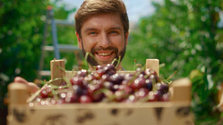 Happy farmer holding fruit basket farming cherry at local market. Agronomist showing berries box in greenhouse farm. Entrepreneur man in plantation orchard. Small business eco agriculture concept.の写真素材
