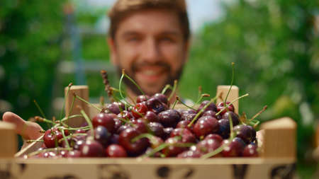 Agronomist man holding cherry box at farmers market. Agribusiness owner show season harvest in summertime plantation house. Closeup gardener and berry fruit in greenhouse. Agriculture business conceptの写真素材