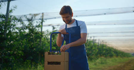 Man farmer showing cherry berry harvest in wooden container at greenhouse plantation. Smiling...
