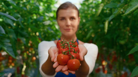Woman plantation worker showing vegetables on countryside farmland portrait. Smiling agri specialist holding red fresh tomatoes in hands among green trees. Agro business growth eco food conceptの写真素材