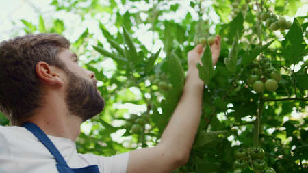 Botanical specialist collecting data harvesting tomatoes tablet in green garden closeup. Man agri...