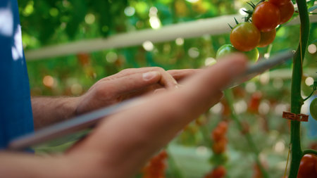 Closeup farmer checking quality of vegetables with technological tablet in farm. Greenhouse worker collecting data about plants harvest on farmland. Analysing production agricultural science conceptの写真素材