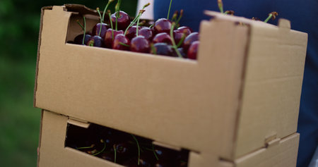 Garden worker holding sweet cherry product crop in fruit basket crate. Unrecognizable farmer carry...