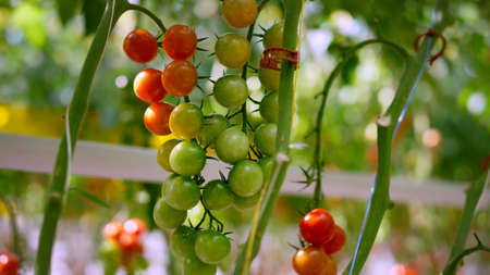 Cherry tomato plant stem ripening in sunny day closeup. Juicy beautiful bright mini vegetable...