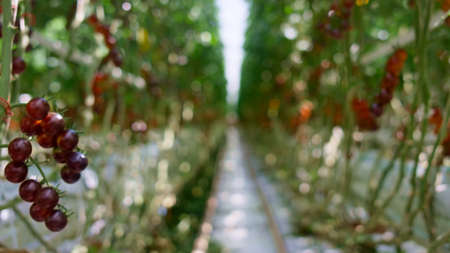 Red cherry tomato plantation farm greenhouse. Closeup bright tasty bunch vegetable garden ready harvest. Organic agricultural small industry for season nourishment. Rural green cultivation background.の写真素材