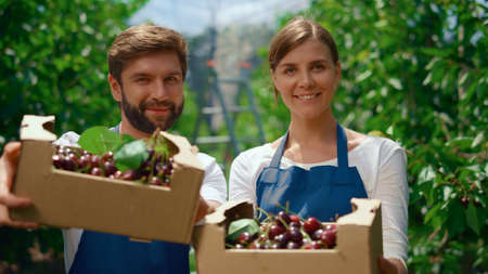 Agronomist team holding cherry fruit crate in orchard. Couple famers showing cultivation product in...