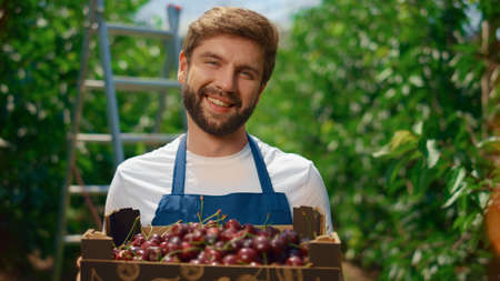 Man business owner show present cherry harvest in orchard garden. Agronomist holding organic berry...