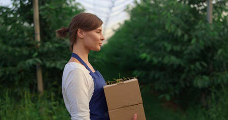 Farm worker holding cherry fruit basket in plantation garden house. Woman agronomist business owner walking checking cultivation crop in summer orchard greenhouse. Agriculture seasonal harvest conceptの写真素材