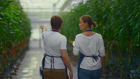 Two agronomists inspecting tomatoes plantations in modern greenhouse. Agricultural farm workers analysing growth process discussing production. Technological cultivating smart farming conceptの写真素材