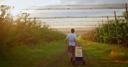 Agriculture worker looking checking harvest box in evening farm orchard. Man farmer walking alone...