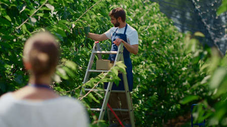 Team agronoms picking cherry harvest using farm equipment in fruit orchard. Two farmers harvesting...