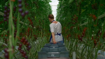 Woman farmer at plantation tomato ripe harvest. Female worker back view farming walking cherry vegetables plants stems. Professional cultivation tasty vegeculture at greenhouse.Farmland person conceptの写真素材