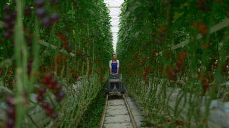 Tomato plantation harvest woman farmer inspecting. Green and red ripe cherry vegetable garden. Female entrepreneur analyzing organic farm production. Greenhouse small bisness. Agro industry concept.の写真素材