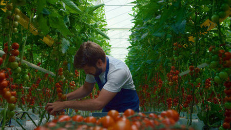 Entrepreneur gather picking ripe tomatoes crop in modern greenhouse. Young farmer man using farming equipment in vegetable plantation house. Eco agriculture local business seasonal harvesting concept.の写真素材