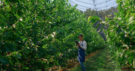 Farm employee partners working on farmland harvesting cherry monitoring growth. Happy agronomical...