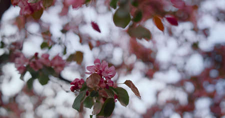 Close up pink tree blooming against cloudy sky in early evening. Meditative nature background with...