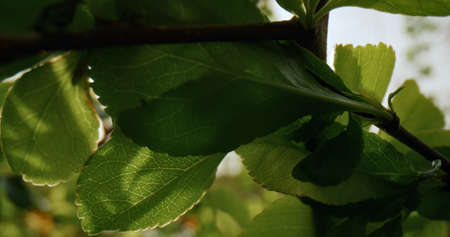 Tree greens on branch blooming against bright golden sunset. Charming view of green tree leafs...