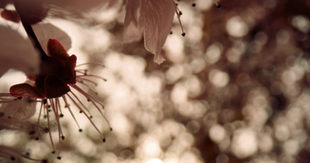 White tree flowers blooming against bright sunset in cloudy sky. Peaceful garden view with beautiful...