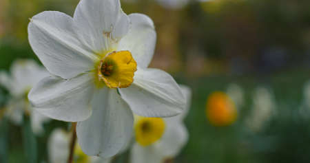 Daffodil flowers blossoming in green grass field. Floral background. Peaceful white flowers blooming...