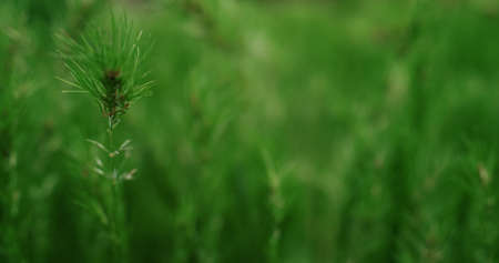 Pine tree blooming in warm spring forest in closeup. Charming view of spruce needles blossoming in...