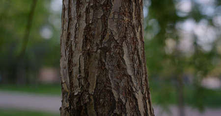 Tree trunk in closeup among fresh green grass in small city park. Beautiful tree in park view...