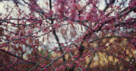 Sakura tree blooming against white cloudy sky. Charming cherry tree blossoming in cozy garden....