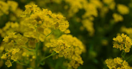 Beautiful yellow flowers blooming in field. Peaceful view of yellow flowers blossoming in sunny...