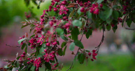 Purple tree flowers blossoming in city park among green leafs. Peaceful view of charming tree blossoming in warm spring day. Tranquil floral scene with amazing purple flowers bloom.の写真素材
