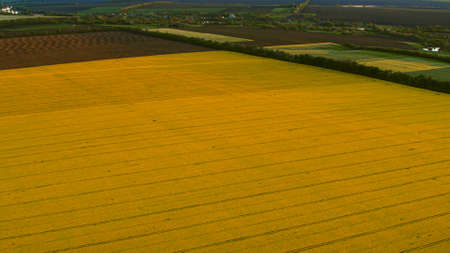 Aerial view wheat field at countryside. Birds eye view yellow rapeseed field. Cereal crop agro...