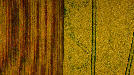 Top view two contrast fields at agricultural landscape. Drone view yellow field and brown field. Cereal crop farmland. Grain harvest season. Rapes filed blooming flower. Rapeseed plantation oil farmの写真素材