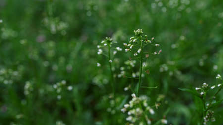 Beauty white flowers blooming in green garden in start spring. White flowers in cold weather in park. Dark atmosphere in forest. Small white flowers among grass.の写真素材