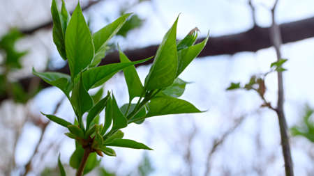 Spring branch of green trees swaying wind. One green plants growing in spring garden. Green leaves on tree branch in springtime. Flora freshness nature beauty backgroundの写真素材