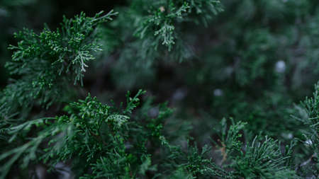 Close up dark green bush swaying wind in forest. Decorative green bush foliage in spring. Relax time in dark forest. Closeup thuja branches in park. Cold weather in forest. Wild tropical plant shrubの写真素材